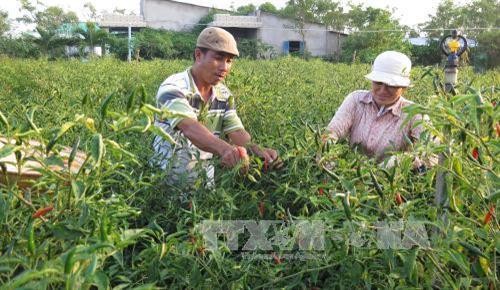 Tiền Giang phát triển cây rau màu cho hiệu quả kinh tế cao