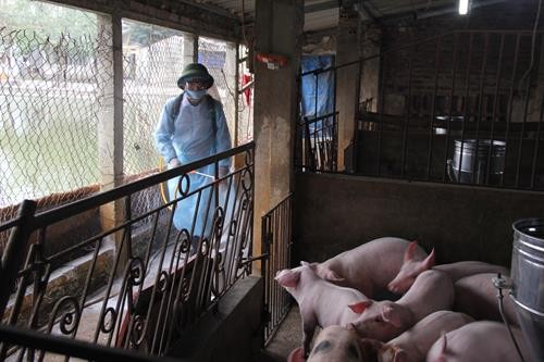 Hà Nội tăng cường phòng, chống bệnh dịch tả lợn châu Phi