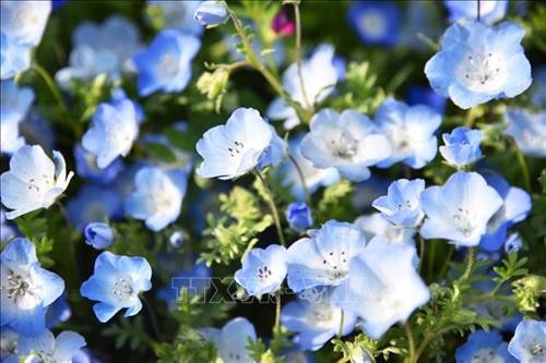 Ngắm hoa Nemophila xanh biếc tại Nhật Bản