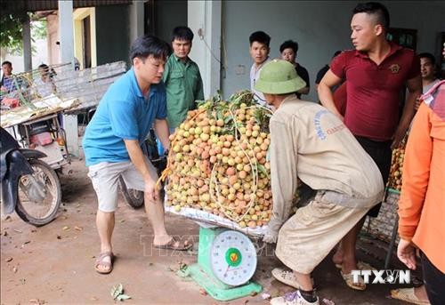 Nông dân Bắc Giang thu hoạch vải sớm được giá