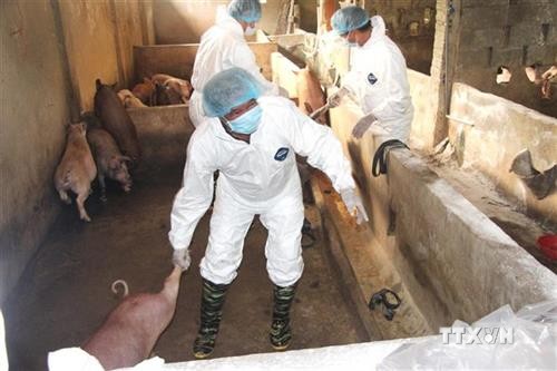 越南各地多措并举全力做好非洲猪瘟防控工作