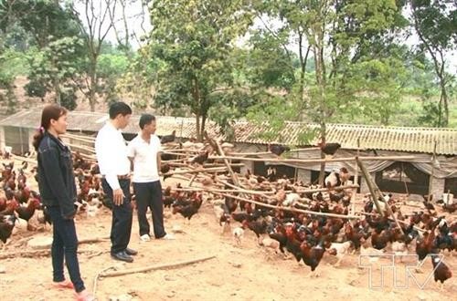Mô hình chăn nuôi gà sạch thả đồi cho hiệu quả kinh tế cao ở Tân Lập