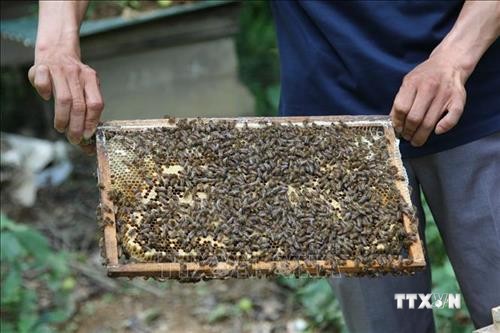 Làm giàu từ nghề nuôi ong dưới tán rừng sú vẹt ở Giao Thủy