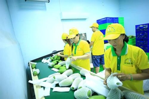 越南VinaT&T公司对美国出口71吨芒果