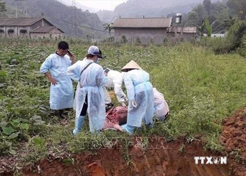 Xuất hiện 11 ổ dịch tả lợn châu Phi tại Cao Bằng