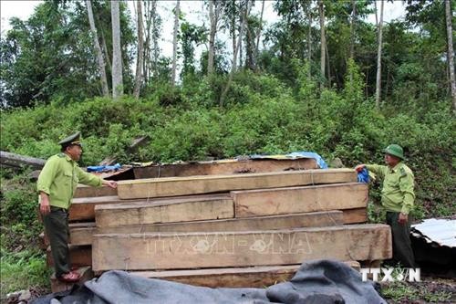 Quảng Nam nâng cao nhận thức của người dân, thực hiện nghiêm chủ trương dừng khai thác gỗ rừng tự nhiên