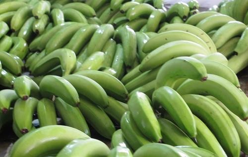 香蕉预计将成为老挝的主要出口农产品