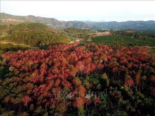 Lâm Đồng: Hàng ngàn cây thông rừng ở xã Tân Thanh bị hạ độc