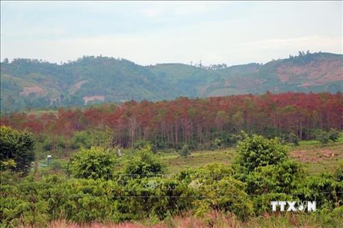 Lâm Đồng tăng cường công tác quản lý rừng tại huyện Lâm Hà