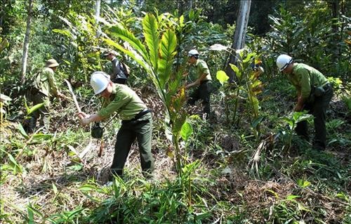 Lào Cai: Giữ cho những cánh rừng mãi xanh