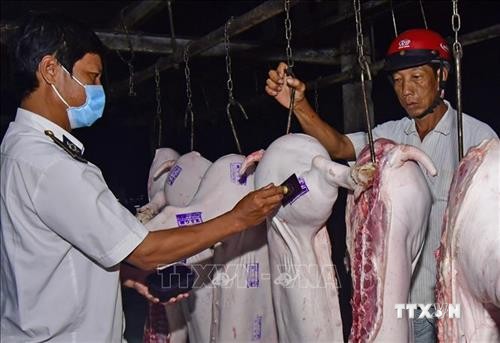 Thêm hai tỉnh Kon Tum và Bạc Liêu xuất hiện ổ dịch tả lợn châu Phi