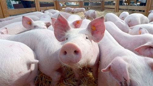 泰国采取应对措施 保护猪肉行业的发展