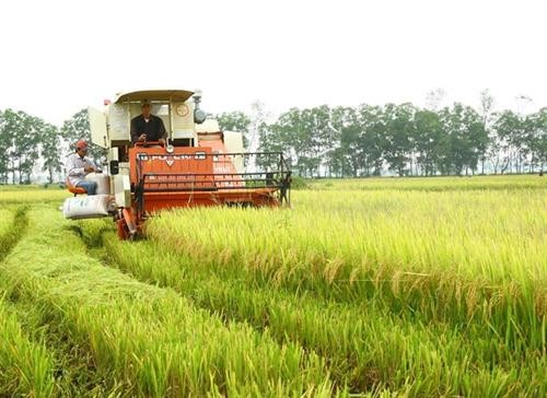 Quảng Trị liên kết sản xuất lúa hữu cơ, chất lượng cao trên cánh đồng lớn