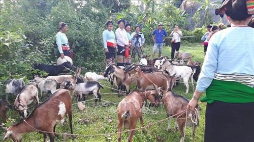 Tạo sinh kế giúp phụ nữ dân tộc thiểu số huyện Như Xuân vươn lên thoát nghèo