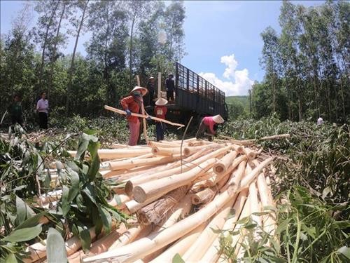 Nông dân Bình Định phát huy hiệu quả nguồn vốn vay trồng rừng