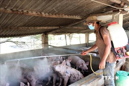 Phú Yên đã xuất hiện ổ dịch tả lợn châu Phi đầu tiên