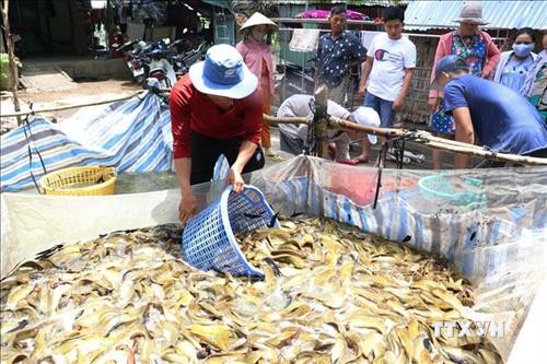 Nông dân Đồng Tháp nuôi cá trê vàng cho lợi nhuận cao