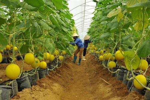 今年前6月胡志明市农业生产取得积极成果