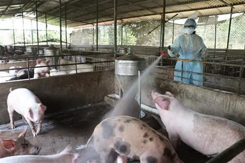 越南采取紧急措施严防非洲猪瘟疫情扩散蔓延