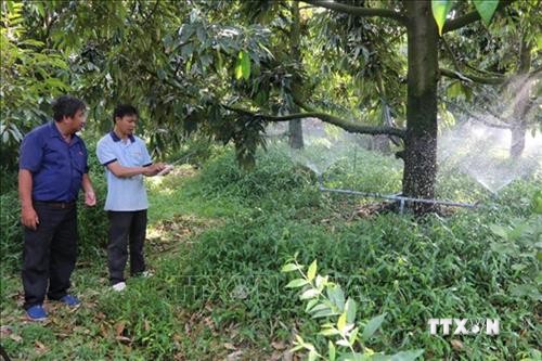 Tiền Giang mở rộng liên kết sản xuất trái cây đặc sản phục vụ xuất khẩu