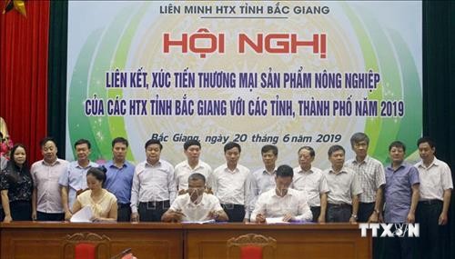 Liên kết, tiêu thụ sản phẩm nông nghiệp của hợp tác xã ở Bắc Giang