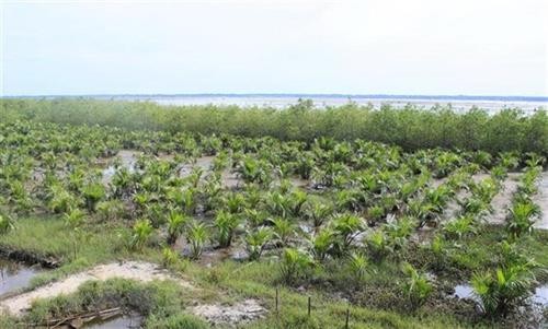 Điều chỉnh Đề án bảo vệ và phát triển rừng ven biển ứng phó với biến đổi khí hậu