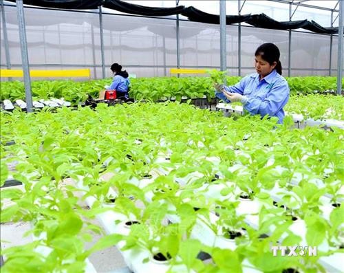 Trồng rau thủy canh - hướng phát triển nông nghiệp sạch tại Thanh Hóa