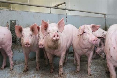Nghệ An tháo gỡ khó khăn trong phòng chống dịch tả lợn châu Phi