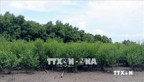 Kiên Giang khôi phục rừng phòng hộ ven biển