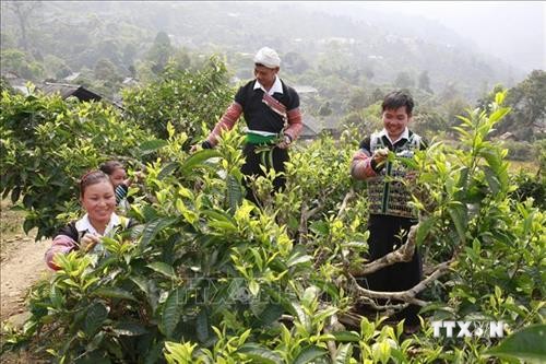 Huyện Văn Chấn chuyển đổi hàng trăm ha cam bị bệnh sang cây trồng khác