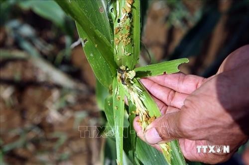 Sâu keo mùa thu gây hại gần 3.400 ha ngô ở Điện Biên