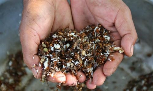 Săn đặc sản muối kiến vàng ở Krông Pa