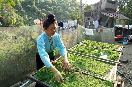 Rêu xanh - Ẩm thực độc đáo của đồng bào Thái Sông Mã