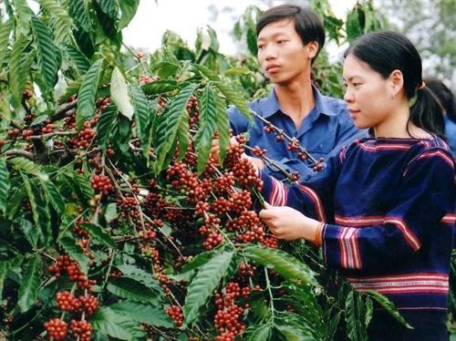 越南咖啡价格攀升