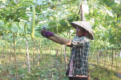 Nông dân Khmer thực hiện nhiều mô hình sản xuất thích ứng biến đổi khí hậu
