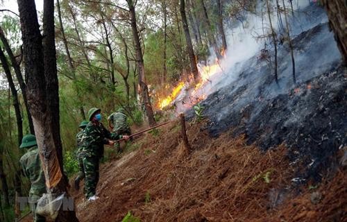 Liên tiếp xảy ra nhiều vụ cháy rừng ở Nghệ An