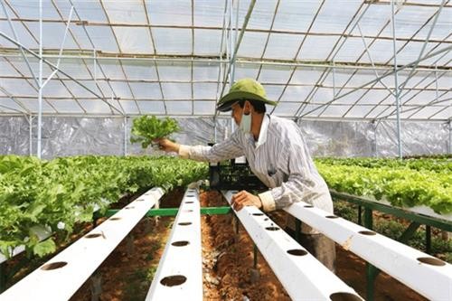 越南种植的水培蔬菜已出口到韩国