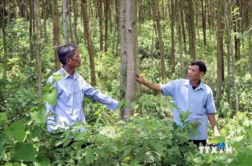 Thanh Hoá trồng rừng FSC giúp người dân miền núi giảm nghèo