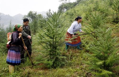 Tỷ lệ che phủ rừng của Lào Cai đạt mức cao so với cả nước