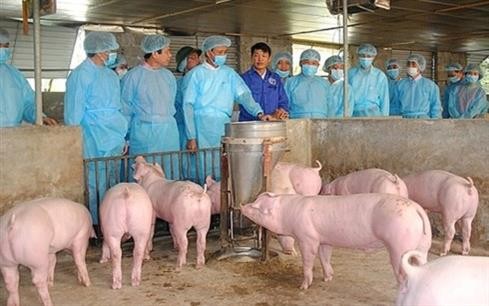 越南非洲猪瘟疫情形势依然复杂严峻