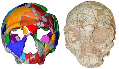 Phát hiện hộp sọ có niên đại cổ xưa nhất ngoài châu Phi