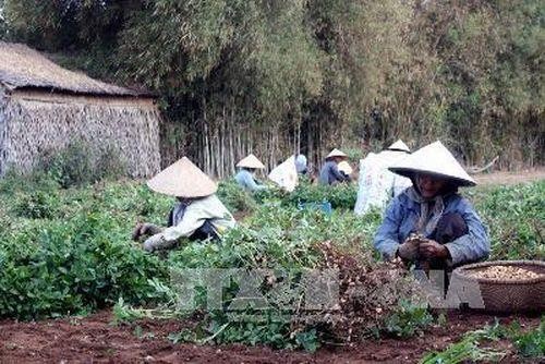 Trồng lạc giúp nông dân Trà Vinh nâng cao thu nhập