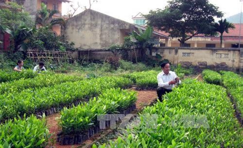 Tuyên Quang trồng mới gần 10.000 ha rừng tập trung bằng giống chất lượng cao