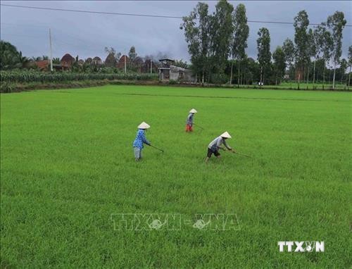 Ban hành Nghị định 62 về quản lý, sử dụng đất trồng lúa