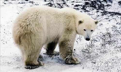 Vùng cực Bắc lạnh lẽo nhất trên Trái Đất ghi nhận mức nhiệt kỷ lục