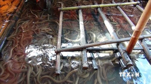 Triển vọng phát triển nuôi lươn thương phẩm tại Thành phố Hồ Chí Minh