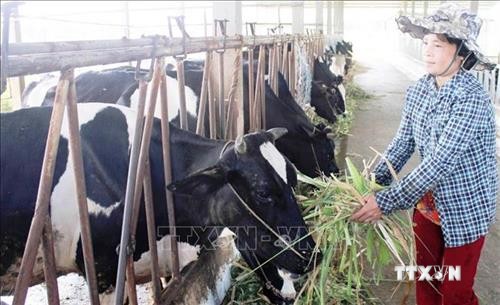 Dự án chăn nuôi 20.000 con bò sữa sẽ được triển khai tại Quảng Ninh