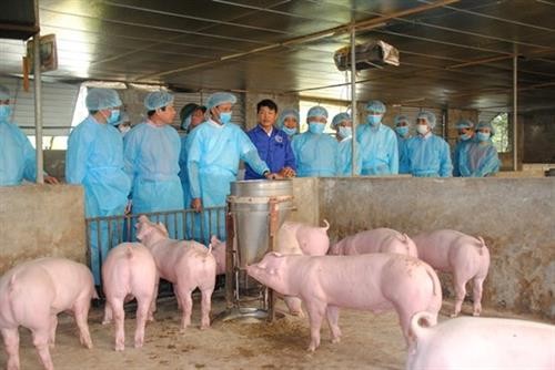 越南非洲猪瘟疫苗研究取得积极成果