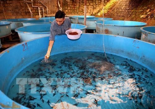 Phát triển nghề nuôi cá nước lạnh tỉnh Lâm Đồng