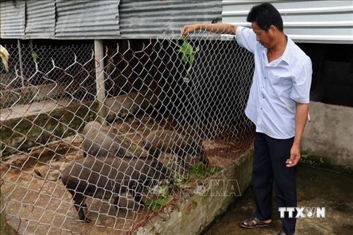 Ông Phạm Văn Hùng tăng thu nhập từ nuôi lợn rừng